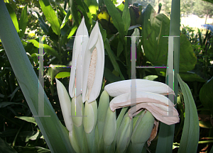 Picture of Colocasia gigantea 'Thailand Giant Strain'