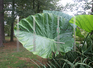 Picture of Colocasia gigantea 'Thailand Giant Strain'