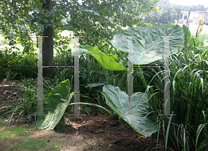 Picture of Colocasia gigantea 'Thailand Giant Strain'