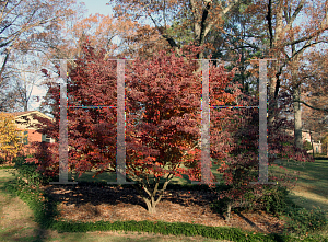 Picture of Cornus kousa 