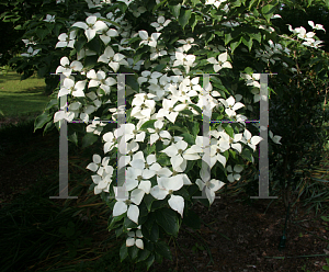 Picture of Cornus kousa 