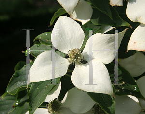 Picture of Cornus kousa 