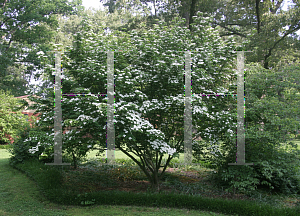 Picture of Cornus kousa 