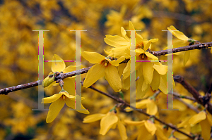 Picture of Forsythia x intermedia 'Lynwood'