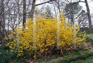 Picture of Forsythia x intermedia 'Lynwood'