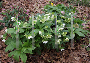 Picture of Helleborus  'Walhelivor (Ivory Prince)'