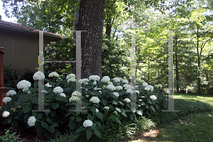 Picture of Hydrangea arborescens 'Annabelle'