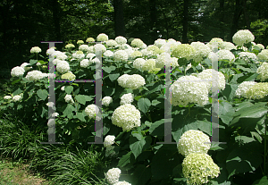 Picture of Hydrangea arborescens 'Annabelle'