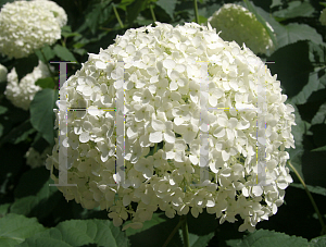 Picture of Hydrangea arborescens 'Annabelle'