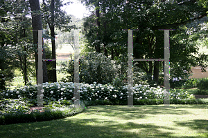 Picture of Hydrangea arborescens 'Annabelle'