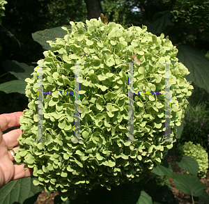 Picture of Hydrangea arborescens 'Abetwo (Incrediball)'