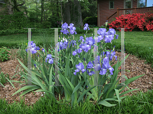 Picture of Iris germanica 