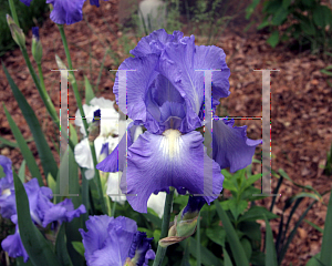 Picture of Iris germanica 