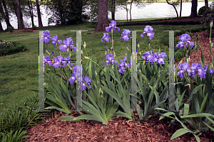 Picture of Iris germanica 