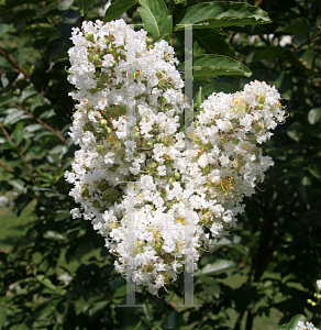 Picture of Lagerstroemia x 'Natchez'