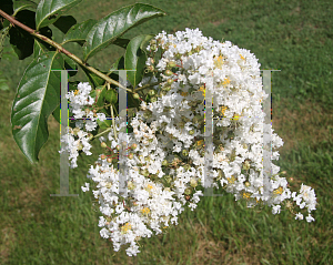 Picture of Lagerstroemia x 'Natchez'