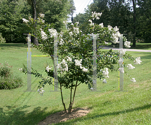 Picture of Lagerstroemia x 'Natchez'