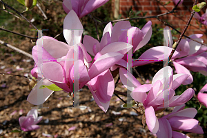 Picture of Magnolia x 'Jane'