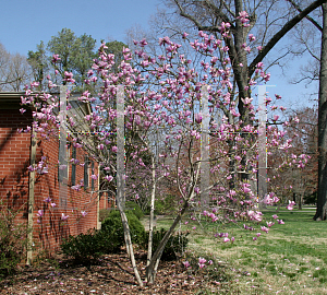 Picture of Magnolia x 'Jane'