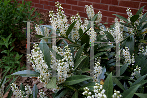 Picture of Prunus laurocerasus 'Otto Luyken'