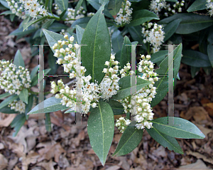 Picture of Prunus laurocerasus 'Otto Luyken'