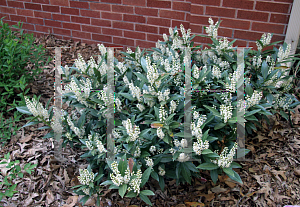 Picture of Prunus laurocerasus 'Otto Luyken'