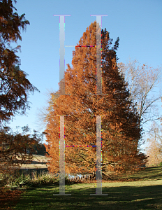 Picture of Taxodium distichum 