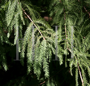 Picture of Taxodium distichum 