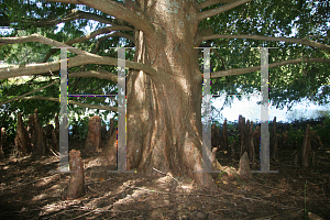 Picture of Taxodium distichum 