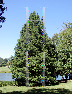 Picture of Taxodium distichum 