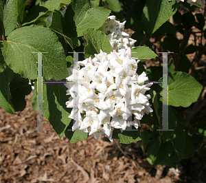 Picture of Viburnum x carlcephalum 'Cayuga'