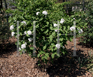 Picture of Viburnum x carlcephalum 'Cayuga'