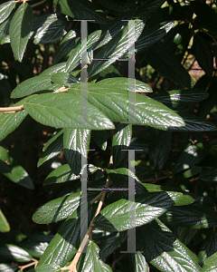 Picture of Viburnum x pragense 