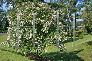 Picture of Lagerstroemia x 'Natchez'