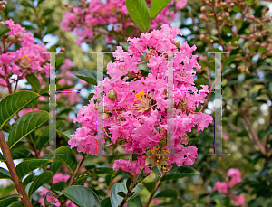 Picture of Lagerstroemia x 'Sioux'