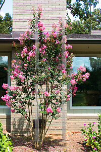 Picture of Lagerstroemia x 'Sioux'