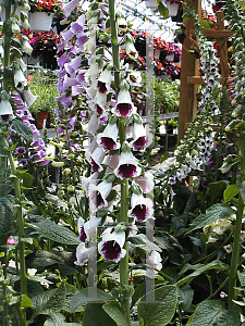 Picture of Digitalis purpurea 'Pam's Choice'