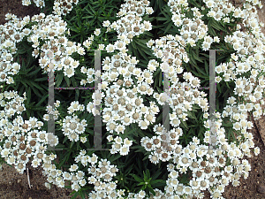 Picture of Achillea ptarmica 'Nana Compacta'