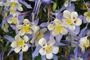 Picture of Aquilegia x hybrida 'Blue Shades'