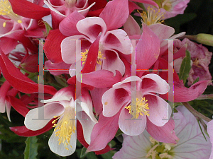 Picture of Aquilegia x hybrida 'Crimson Star'