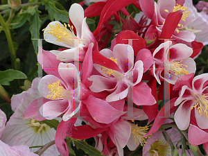 Picture of Aquilegia x hybrida 'Crimson Star'