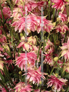 Picture of Aquilegia x hybrida 'Nora Barlow'