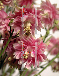 Picture of Aquilegia x hybrida 'Nora Barlow'