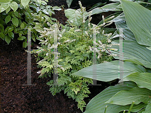 Picture of Aruncus aethusifolius 