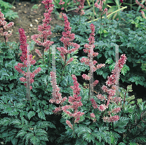 Picture of Astilbe x crispa 'Perkeo'