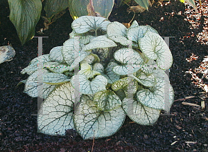 Picture of Brunnera macrophylla 'Jack Frost'