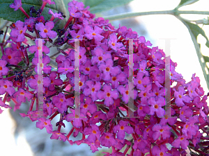 Picture of Buddleia davidii 'Attraction'