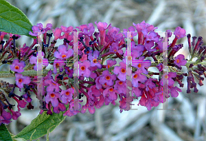 Picture of Buddleia davidii 'Guinevere'