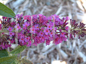 Picture of Buddleia davidii 'Guinevere'