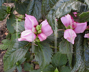 Picture of Chelone lyonii 'Hot Lips'